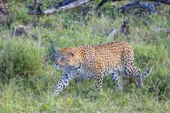 Leopard walking through tall green grass
