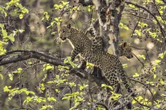 Leopard climbing through the leafy branches of a tree