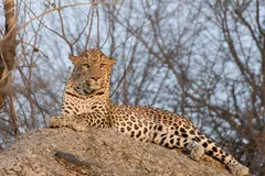 Leopard lying stretched out on top of a rock