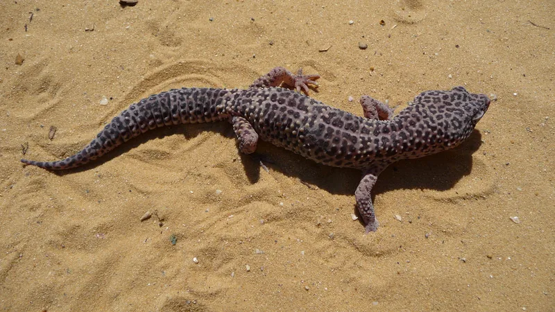 Spotted leopard gecko walking across pale sand