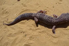 Spotted leopard gecko walking across pale sand