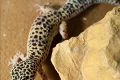 Leopard gecko with dark spots climbing over a rock
