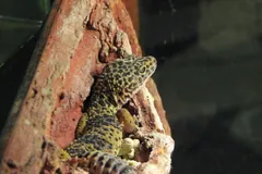 Leopard gecko peering out from a crack in a piece of bark