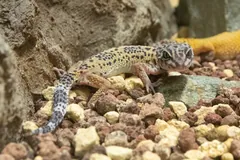 Yellow and black spotted leopard gecko on reddish gravel beside a rock