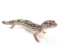 Side view of a leopard gecko with a thick banded tail on a white background