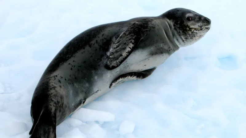 A dark spotted leopard seal hauled out on white snow, head raised and front flipper pressed to its side