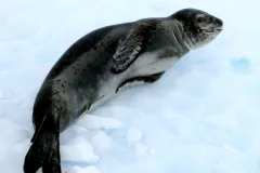 A dark spotted leopard seal hauled out on white snow, head raised and front flipper pressed to its side
