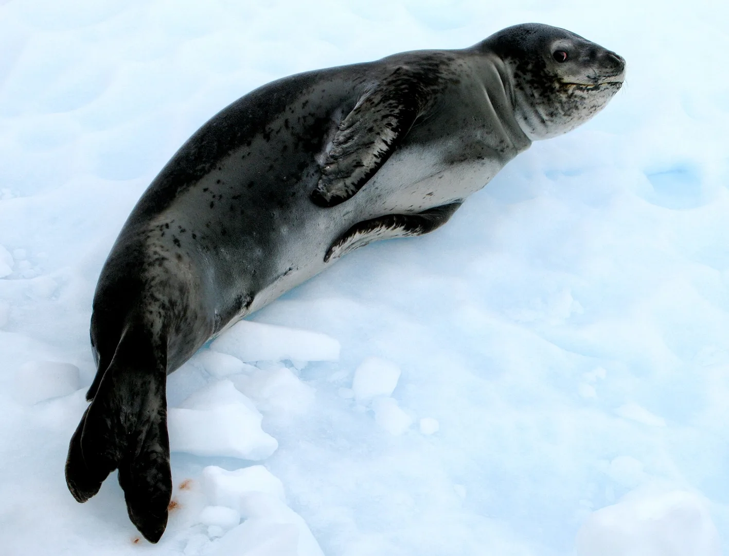 Leopard Seal
