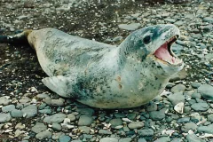 A leopard seal hauled out on grey pebbles and shell fragments, rearing its head back with its mouth open in a snarl