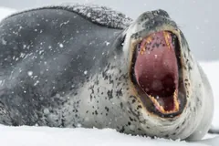 A spotted grey leopard seal lying on snowy ice in falling snow, mouth gaping wide open