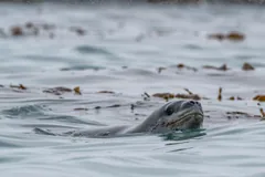A leopard seal's long reptile-like head raised at the surface of grey water among floating kelp