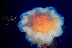 Lion's Mane Jellyfish in natural habitat