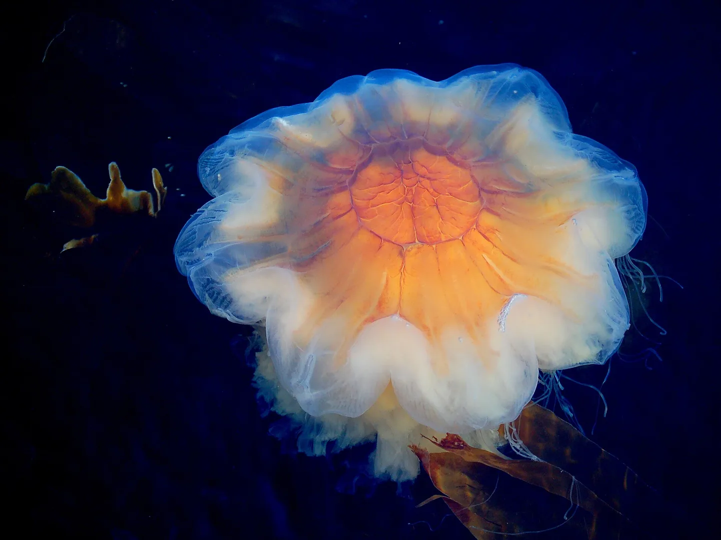 Lion's Mane Jellyfish in natural habitat