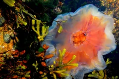 Lion's Mane Jellyfish in natural habitat