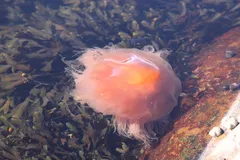 Lion's Mane Jellyfish in natural habitat
