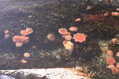 Lion's Mane Jellyfish in natural habitat