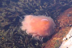 Lion's Mane Jellyfish in natural habitat