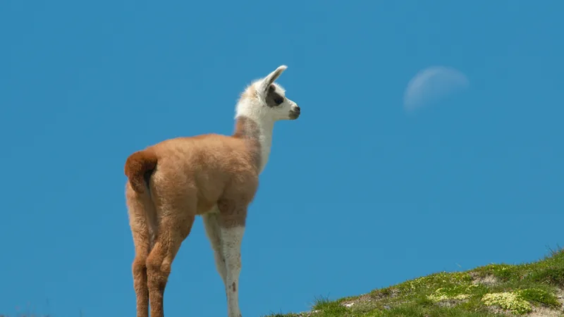 Brown and white llama standing on a grassy ridge against a blue sky
