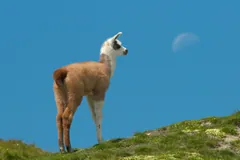Llama