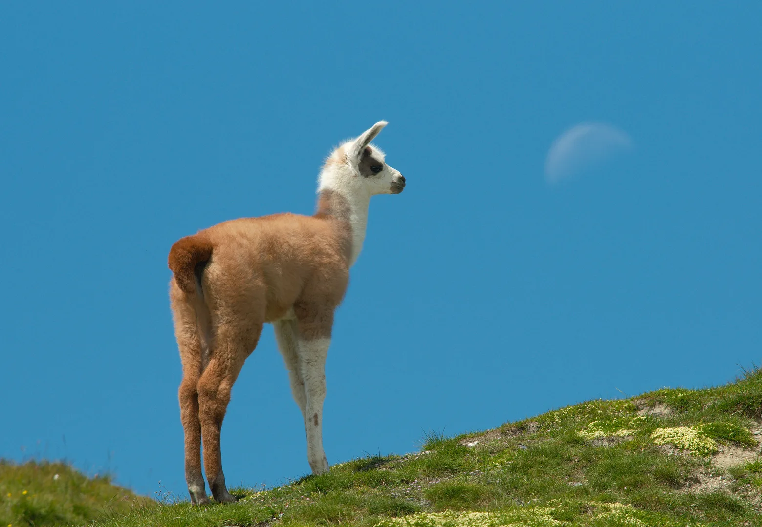 Brown and white llama standing on a grassy ridge against a blue sky