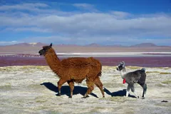 Two llamas walking beside a red salt lake in the high Andes