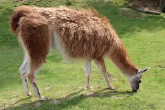 Shaggy brown llama grazing on short grass