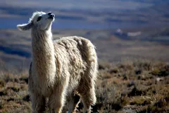 Llama standing on dry high-altitude grassland with its ears up