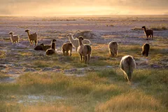 Herd of llamas grazing on a plain at sunset