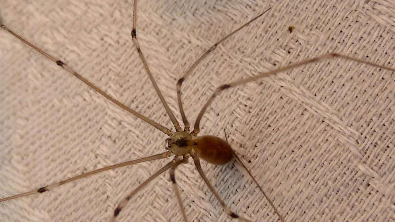 Long-bodied cellar spider on a beige wall, thin legs splayed far beyond its body
