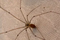 Long-bodied cellar spider on a beige wall, thin legs splayed far beyond its body