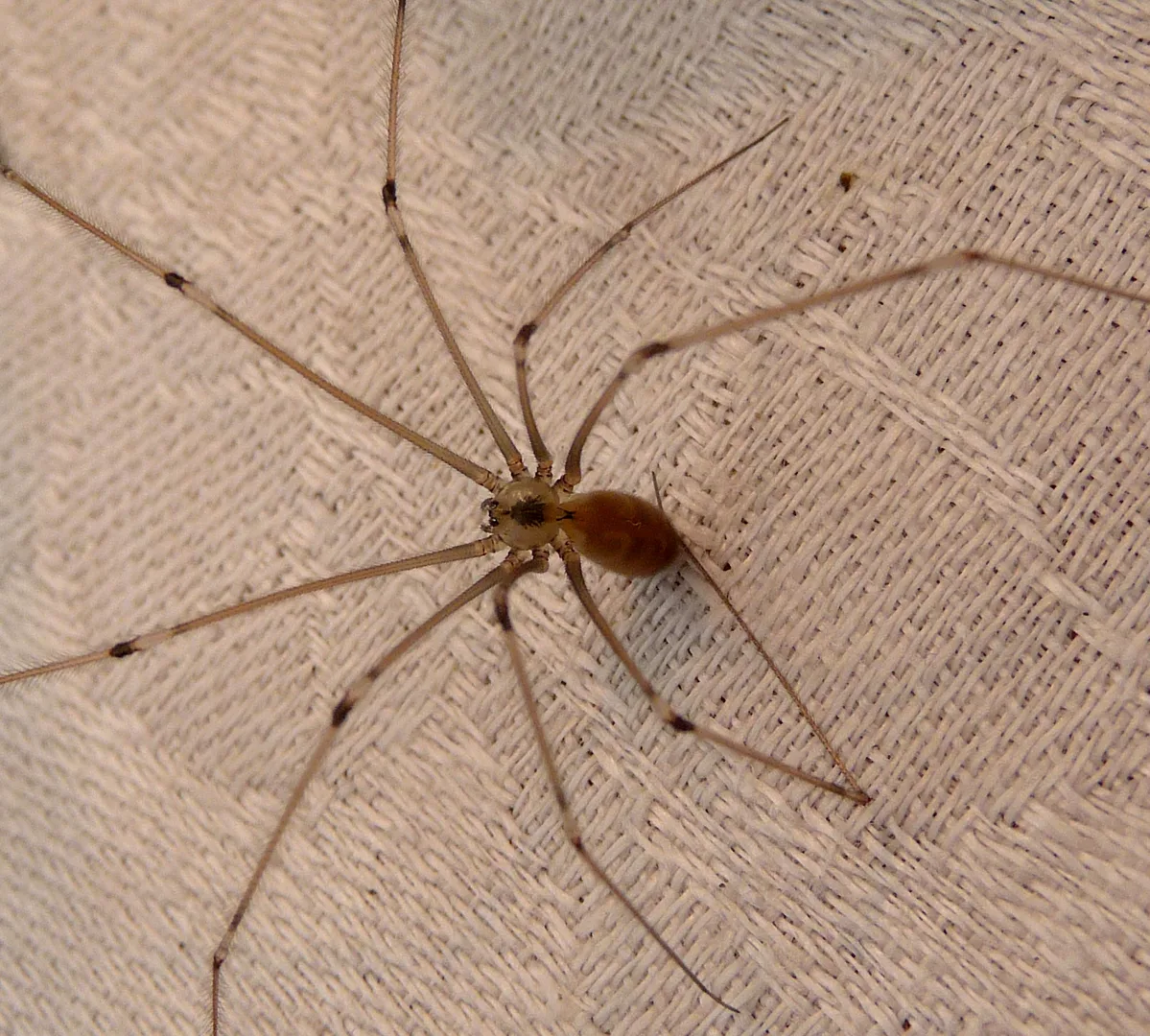 Long-bodied cellar spider on a beige wall, thin legs splayed far beyond its body