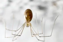 Cellar spider hanging in its web, a pale oval abdomen between long jointed legs