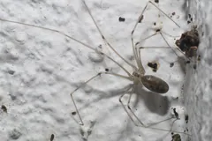 Cellar spider on a rough white wall beside wrapped prey