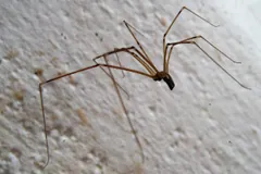 Long-legged cellar spider standing on a stained pale surface