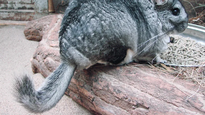 Grey long-tailed chinchilla sitting on a log, its bushy tail curled behind it