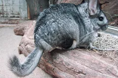 Grey long-tailed chinchilla sitting on a log, its bushy tail curled behind it