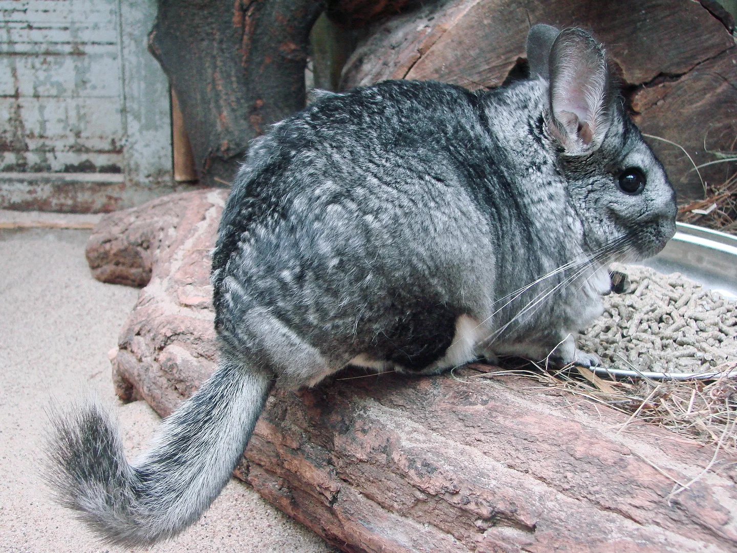 Grey long-tailed chinchilla sitting on a log, its bushy tail curled behind it