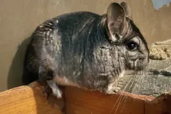 Long-tailed chinchilla perched on a wooden ledge, large rounded ears upright