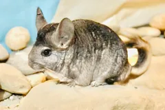 Long-tailed chinchilla resting among pale rocks, long whiskers spread