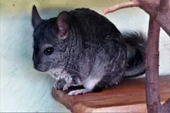 Dark grey long-tailed chinchilla crouched on a branch platform