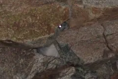 Wild long-tailed chinchilla tucked into a rock crevice on a Chilean hillside
