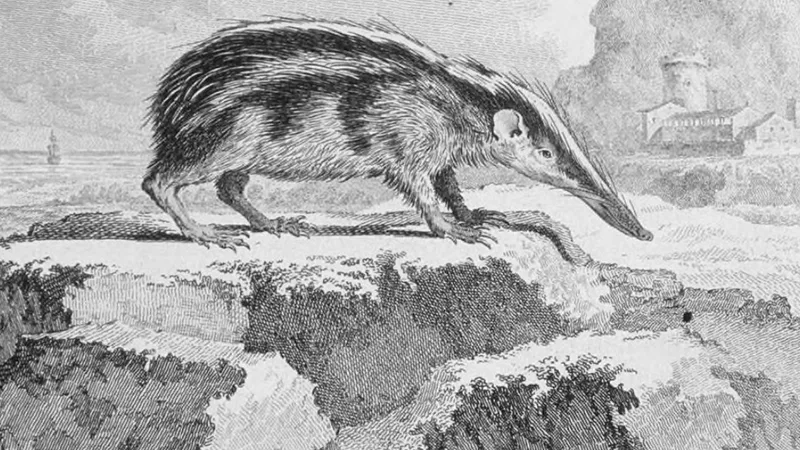 lowland streaked tenrec in natural habitat