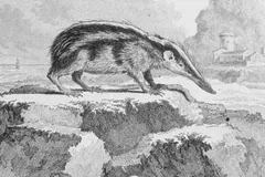 lowland streaked tenrec in natural habitat