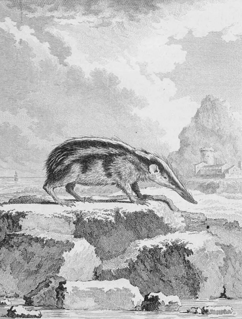 lowland streaked tenrec in natural habitat