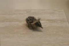 Lowland Streaked Tenrec with yellow defensive spines
