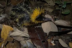 lowland streaked tenrec in natural habitat