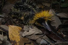 lowland streaked tenrec in natural habitat