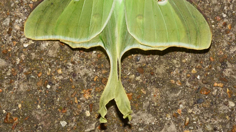 Pale green luna moth with long twisted tails resting flat on gravel
