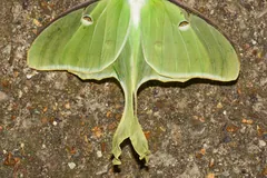 Pale green luna moth with long twisted tails resting flat on gravel