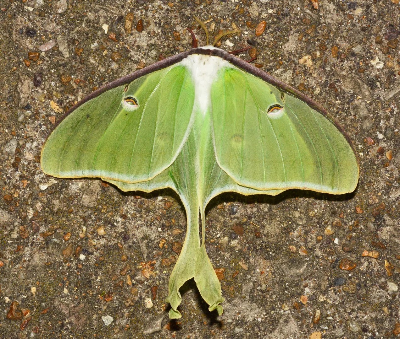 Pale green luna moth with long twisted tails resting flat on gravel